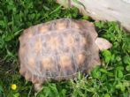 Rehomed...Sulcata : Young approx 5 years old (Dante)